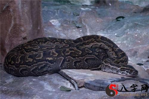 梦见大蟒蛇 梦见大蟒蛇