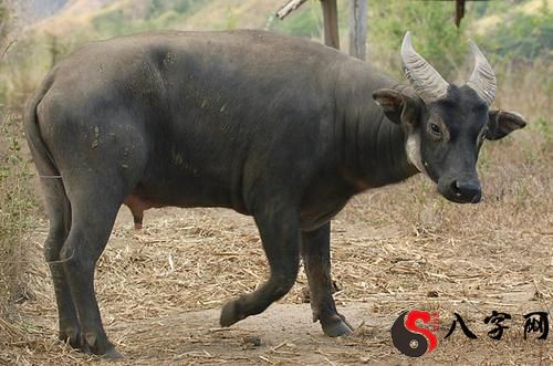 梦见水牛来自己家