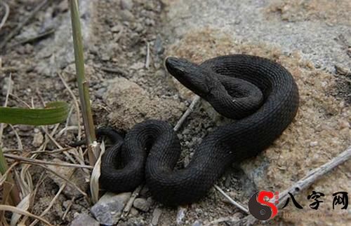 梦见自己被毒蛇咬了