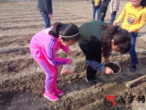 梦见和别人一起捡花生
