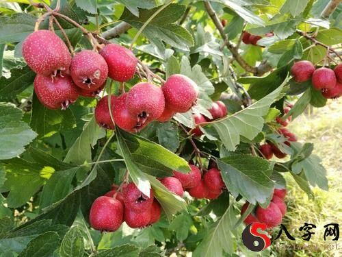 梦见山楂树上结满了果子