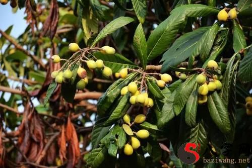 梦见树上结满金黄果子