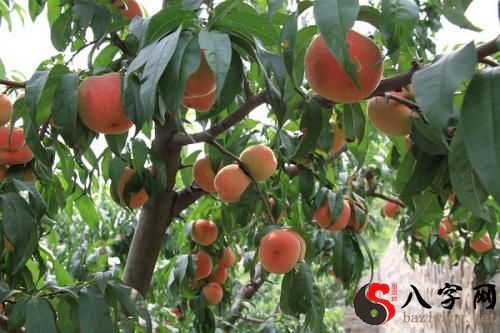 梦见树上结满红桃子